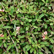 Tephrosia pumila.téphrosie naine .fabaceae.indigène ?.jpeg